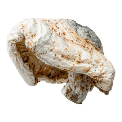 Albino Texas PE6 (AT6) | Magic Mushrooms | 2.5